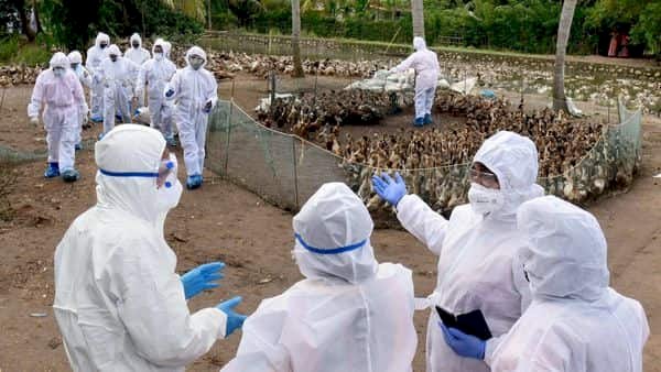 Coronavirus महामारी के बीच Bird Flu का आंतक,  पंजाब में दूसरे राज्यों से आने वाले पोल्ट्री प्रोडक्ट पर 7 दिनों की लगी रोक