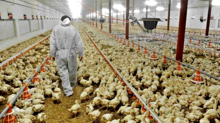 Bird Flu in India : महाराष्‍ट्र में भी पहुंचा बर्ड फ्लू, परभणी के पॉल्‍ट्री फार्म में 800 मुर्गियों की मौत, मचा हड़कंप