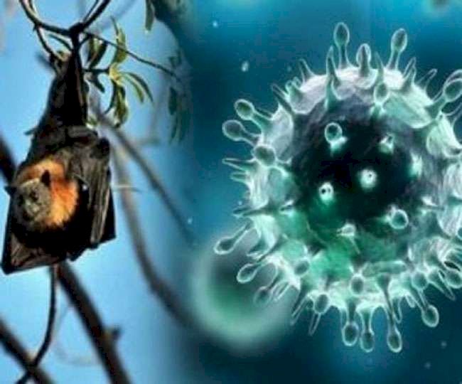 Coronavirus के बीच केरल पहुंचा निपाह वायरस, सरकार ने उठाया बड़ा कदम, घर-घर जाकर होगी जांच