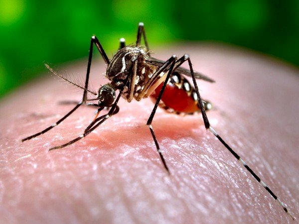 Dengue Case : तेजी से बढ़े डेंगू के मामले, यूपी में मौतों का सिलसिला जारी, दिल्‍ली में एक हफ्ते में 140 केस